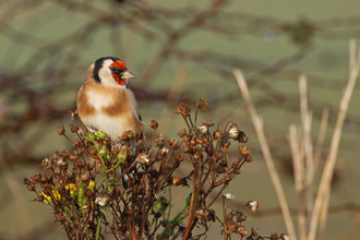 Goldfinch (bronze and cream chest with red face and a cream and black head) eating seeds from a ragwort plant by Wendy Carter