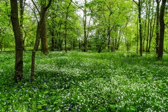 Monkwood nature reserve - trees are greening for spring and there are wildflowers on the ground by Paul Lane