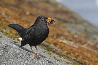 Blackbird standing on a shed roof with a beakful of worms by Wendy Carter