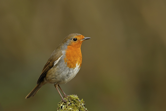 Robin sitting on a moss-covered stone by John Caswell