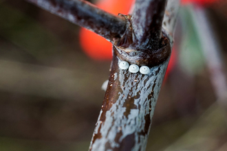 Three brown hairstreak eggs in the fork of a blackthorn by Tom Ward