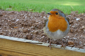 Robin (a bird with a red breast, edged with grey, and brown wings) by Wendy Carter