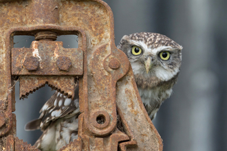 Little owl peeking from behind a metal farmyard structure by Pete Walkden