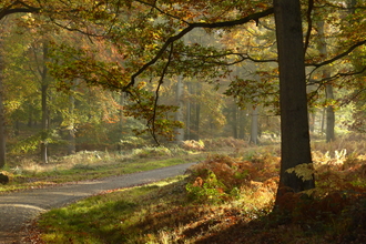 Autumn colours in the Wyre Forest with a path running through the image and dappled sunlight streaming across it by Phil Rudlin