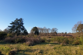 Heathland at The Devil's Spittleful with the occasional tree in an otherwise open landscape by Lydia Rackham