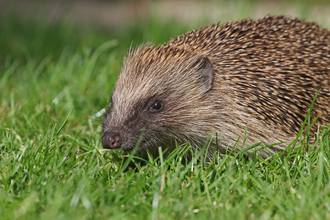 Hedgehog (mammal with long snout and a body covered with brown/cream spines) on a lawn by Wendy Carter