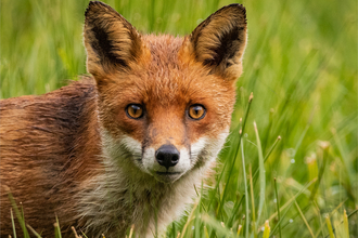 Red fox looking straight at the camera - orange/red fur and white lower half of the face and chest by Rebekah Nash