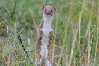Weasel standing on its hind legs by Adam Jones