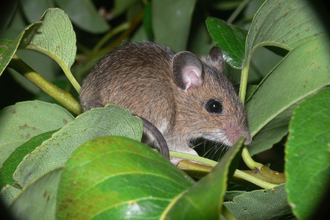 Wood mouse (brown rodent with large ears) in green foliage by Bob Knight