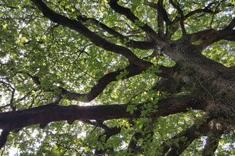 Looking up along a trunk into the canopy of a tree by Linda Moore