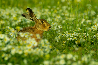 Brown hare sitting in a field of ox-eye daisies by Nick Thompson