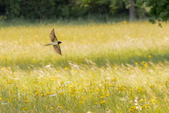 Swallow flying over a flower-rich meadow by Richard Clifford