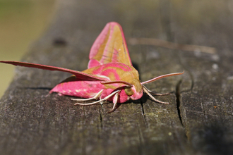 Elephant hawk-moth (large moth with pink and green markings) by Wendy Carter