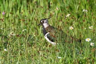 Lapwing by Christine Douglas