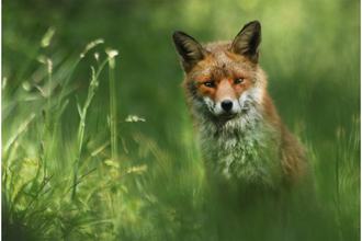 Red fox sitting in grass and looking at the camera by Dave Hull