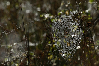 Garden cross spider in web by Wendy Carter
