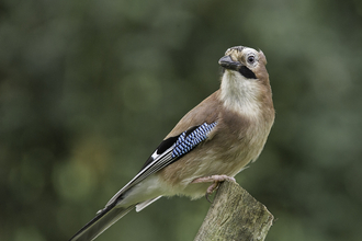 Jay sitting on a post by Brian Eacock