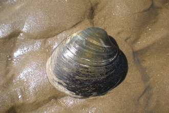 ocean quahog