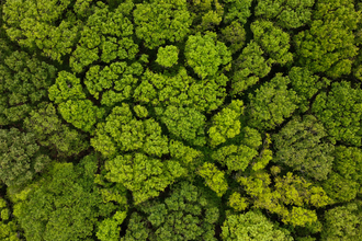 Tree canopy from above by Nathan Millar