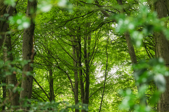 Trees in a woodland by Nathan Millar