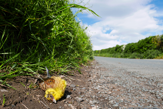Dead yellowhammer by the side of the road (c) Shutterstock