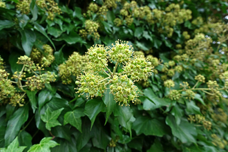 A head of ivy flowers with more in the background by Wendy Carter