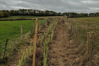 Double row of trees planted as a hedge between two fences at Dropping Well Fam by Catharine Jarvis