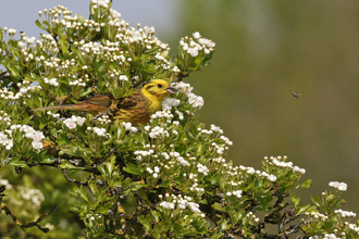 Yellowhammer amongst blossom of a hawthorn tree by Wendy Carter