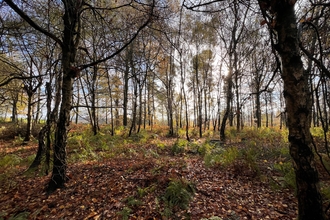 Trees in a woodland by Katie McEvoy