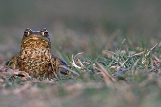 Common toad sitting on grass and facing the camera by Wendy Carter