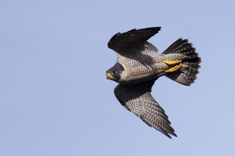 Peregrine falcon in flight, barred underwings and grey head by Carl Day