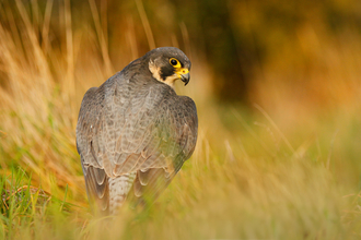 Peregrine sitting amongst grass with its back to the camera, looking over its shoulder by Jon Hawkins/Surrey Hills Photography