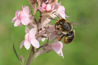 Largely dark bee, with hairs to side of thorax, hovering at and feeding from a pink flower by Wendy Carter