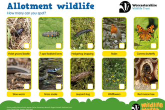 Spotter sheet featuring 10 wildlife species to spot in allotments.