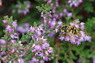 Black and yellow hoverfly with a 'Batman' symbol on the thorax sitting on purple heather flowers by Wendy Carter