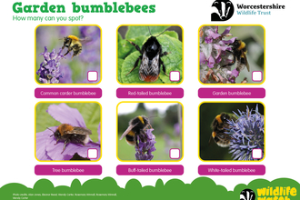 A spotter sheet showing 6 bumblebee species to spot in gardens.