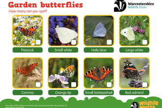 A spotter sheet showing 8 butterfly species to spot in gardens.