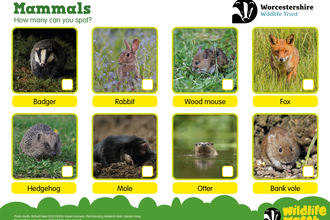 A spotter sheet showing 8 mammal species.