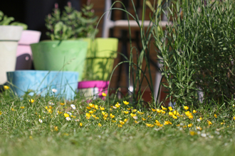 Lawn with buttercups and daisies growing and flower pots in the background by Wendy Carter