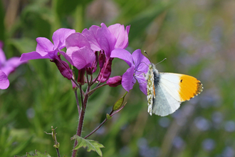 Butterfly with white wings tipped with orange, feeding on a purple honesty flower by Wendy Carter