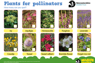 A spotter sheet showing 10 plants that are good for pollinators.