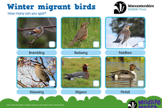 A spotter sheet showing 6 winter migrant bird species.