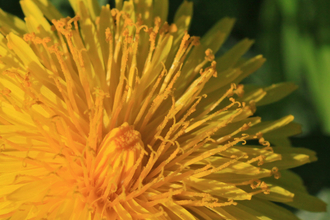 Close  up of the yellow flower of a dandelion