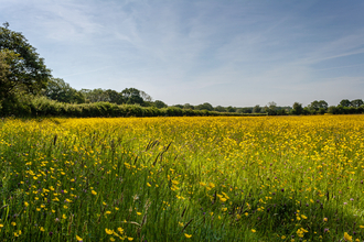 Green Farm on a sunny day with blue sky - meadow filled with buttercups edged with large hedge - by Paul Lane