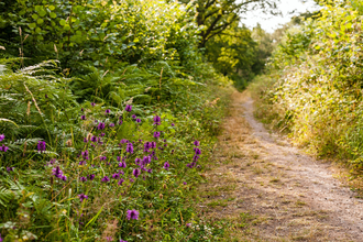 Monkwood in summer - a path lined with purple flowers of betony and scrubby vegetation by Paul Lane