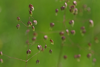 Pink flowerheads of quaking grass against a green background.