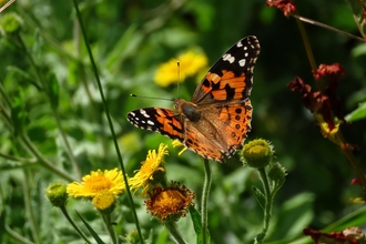 A painted lady butterfly perched on a dandelion