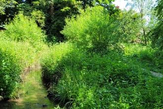 A view of a stream, with a path to the right