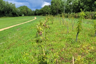 New path to the left and a freshly planted wide hedgerow to the right