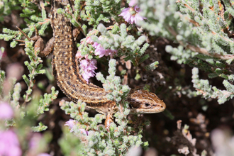 Common lizard in a heather by Wendy Carter